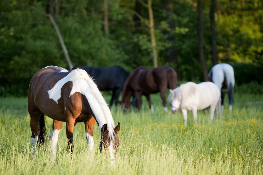 Gospodarstwo Agroturystyczne Stary Mlyn Wilczkowice Michalowice  Exteriör bild