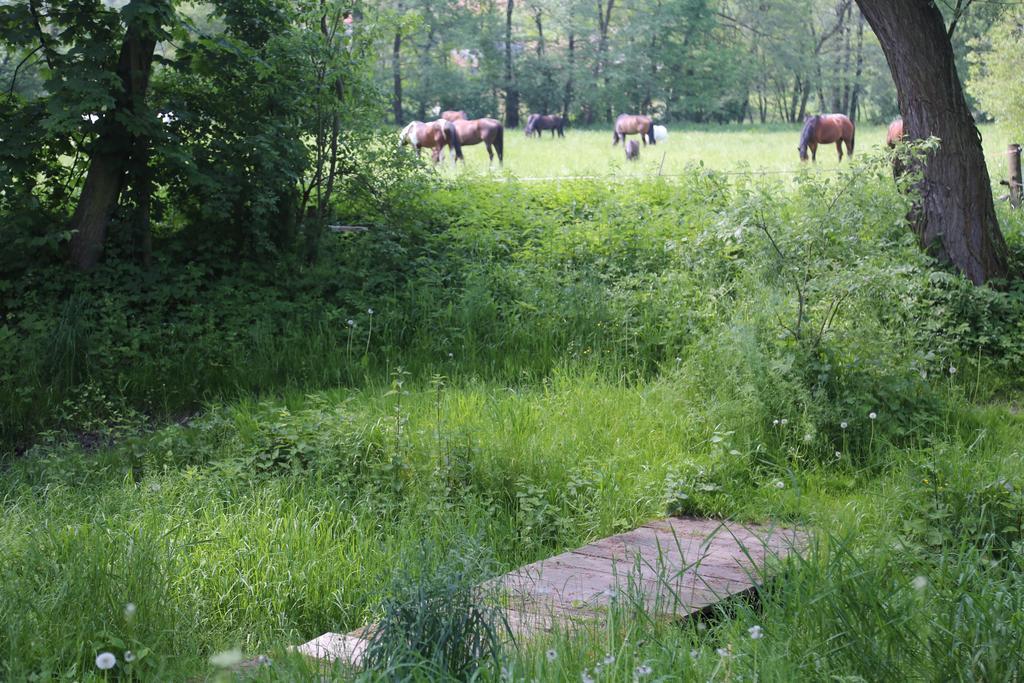 Gospodarstwo Agroturystyczne Stary Mlyn Wilczkowice Michalowice  Exteriör bild