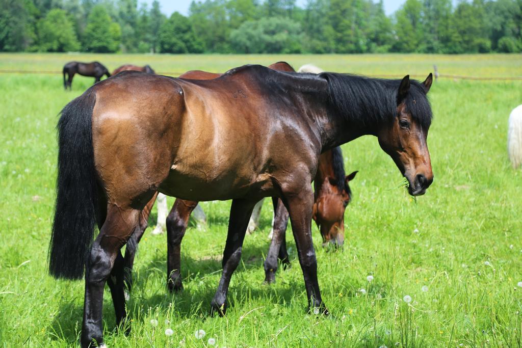Gospodarstwo Agroturystyczne Stary Mlyn Wilczkowice Michalowice  Exteriör bild